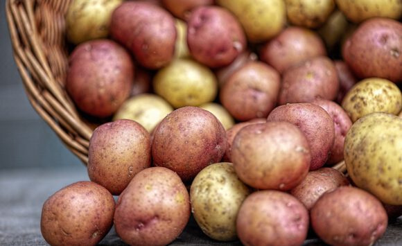 Erntedank-Kartoffeltag in der Scheune