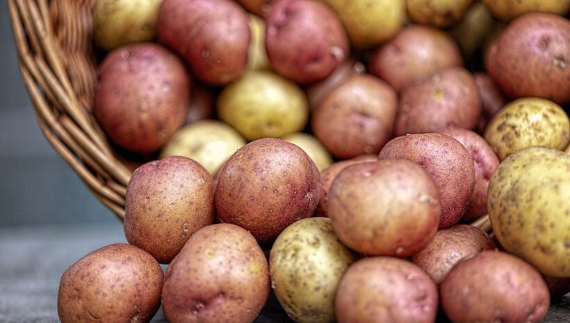 Erntedank-Kartoffeltag in der Scheune