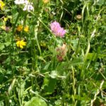Pfingsten und Brunch in der Scheune
